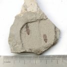 Insect fossil from the Jurassic,very nice,very cool. #t09