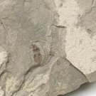 Insect fossil from the Jurassic,very nice,very cool. #t10