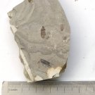 Insect fossil from the Jurassic,very nice,very cool. #t11