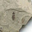 Insect fossil from the Jurassic,very nice,very cool. #t12