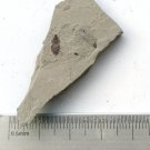 Insect fossil from the Jurassic,very nice,very cool. #t14