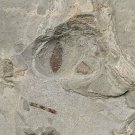Insect fossil from the Jurassic,very nice,very cool. #t15