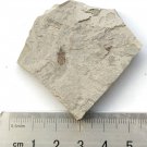 Insect fossil from the Jurassic,very nice,very cool. #t16