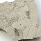 Insect fossil from the Jurassic,very nice,very cool. #t17