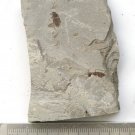 Insect fossil from the Jurassic,very nice,very cool. #t18