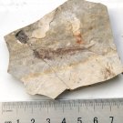 Fossil fish,teaching,collection,very nice,very cool  #t19
