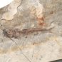 Fossil fish,teaching,collection,very nice,very cool  #t19