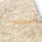 Fossil fish,teaching,collection,very nice,very cool  #t21