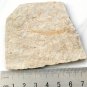 Fossil fish,teaching,collection,very nice,very cool  #t21