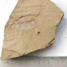 Cambrian fossil Isopyx curvirostratus, professional teaching,cool #t24