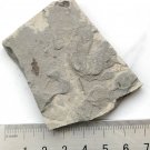 Insect fossil from the Jurassic,very nice,very cool. #t27