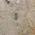 Insect fossil from the Jurassic,very nice,very cool. #t28