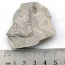Insect fossil from the Jurassic,very nice,very cool. #t29