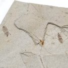 Insect fossil from the Jurassic,very nice,very cool. #t30