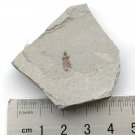 Insect fossil from the Jurassic,very nice,very cool. #t31