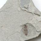 Insect fossil from the Jurassic,very nice,very cool. #t32 Insect fossil from the Jurassic,very nice,very cool. #t32