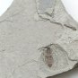 Insect fossil from the Jurassic,very nice,very cool. #t32