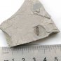 Insect fossil from the Jurassic,very nice,very cool. #t32