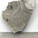 Insect fossil from the Jurassic,very nice,very cool. #t33