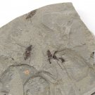 Insect fossil from the Jurassic,very nice,very cool. #t34