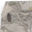 Insect fossil from the Jurassic,very nice,very cool. #t35