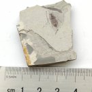 Insect fossil from the Jurassic,very nice,very cool. #t36