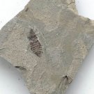 Insect fossil from the Jurassic,very nice,very cool. #t37