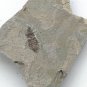 Insect fossil from the Jurassic,very nice,very cool. #t37