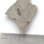 Insect fossil from the Jurassic,very nice,very cool. #t37