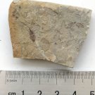 Insect fossil from the Jurassic,very nice,very cool. #t38