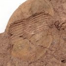 Ordovician fossil trilobite Ninglandia Yunnanensis,teaching,very cool #t50