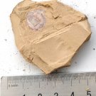 Cambrian fossil Heliomedusa orienta  , professional teaching,cool #t53