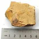 Ordovician fossil trilobite unknown ,teaching,very cool #t59