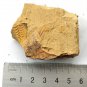#Ordovician fossil trilobite unknown ,teaching,very cool #t59