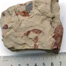 Silurian fossil Unknown , professional teaching. #t62