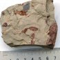 Silurian fossil Unknown , professional teaching. #t62