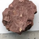 Ordovician fossil trilobite Cheirurina,teaching,very cool #t63