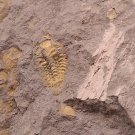 Ordovician fossil trilobite Cheirurina,teaching,very cool #t64