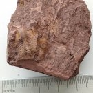 Ordovician fossil trilobite unknown ,teaching,very cool #t65