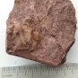 #Ordovician fossil trilobite unknown ,teaching,very cool #t65