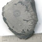 Cambrian fossil Trilobite Malungia laevigata ,very cool #t70