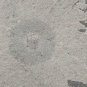 #Cambrian fossil Trilobite Malungia laevigata ,very cool #t70