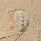 Ordovician fossil trilobite Palaeolenus lanlenoisi,teaching,very cool #t71