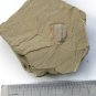 # fossil trilobite Palaeolenus lanlenoisi,teaching,very cool #t71