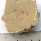 Ordovician fossil Isopyx minor,teaching,very cool #t72