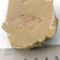 #fossil Isopyx minor,teaching,very cool #t72