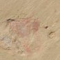 #fossil Isopyx minor,teaching,very cool #t72