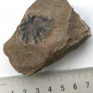 Plants fossil from the Permian period neg, Annularia orientalis,  #t74