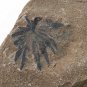 #Plants fossil from the Permian period neg, Annularia orientalis, #t74