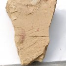 Ordovician fossil Chancelloria ,teaching,very cool #t76
